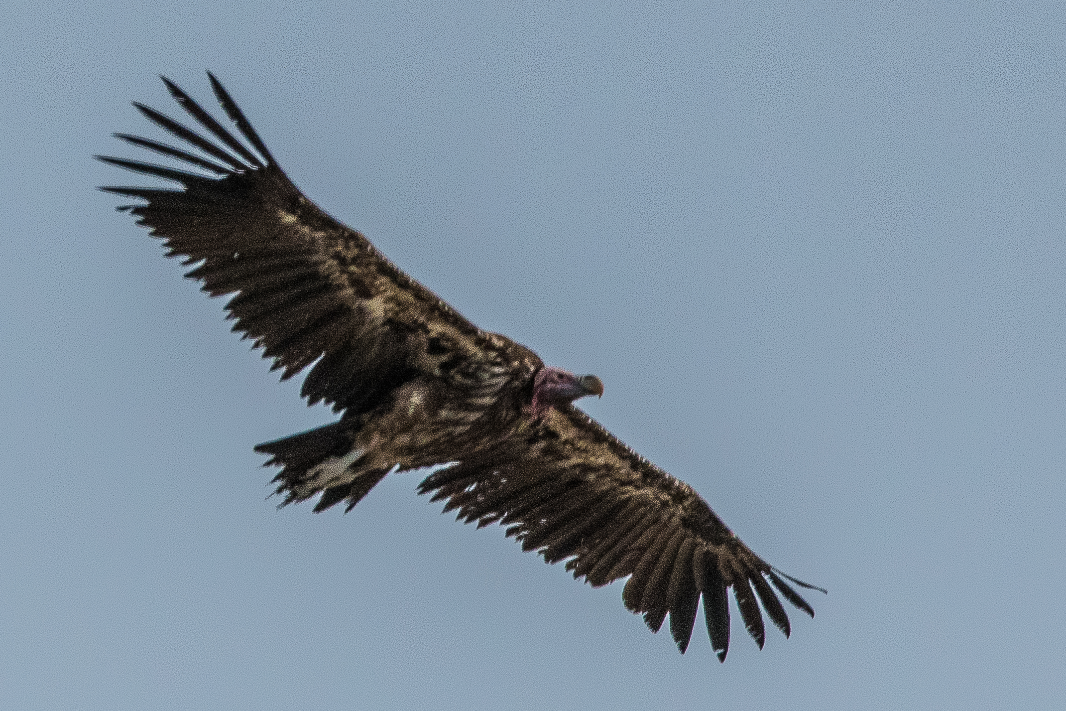 Vautour oricou (Lappet-faced vulture, Torgos tracheliotos), adulte planant à la recherche d'un cadavre, Namutoni, Parc National d'Etosha, Namibie.